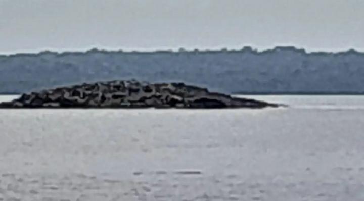 Muncul Pulau Usai Gempa Mengguncang Maluku, Ini Penjelasan BMKG