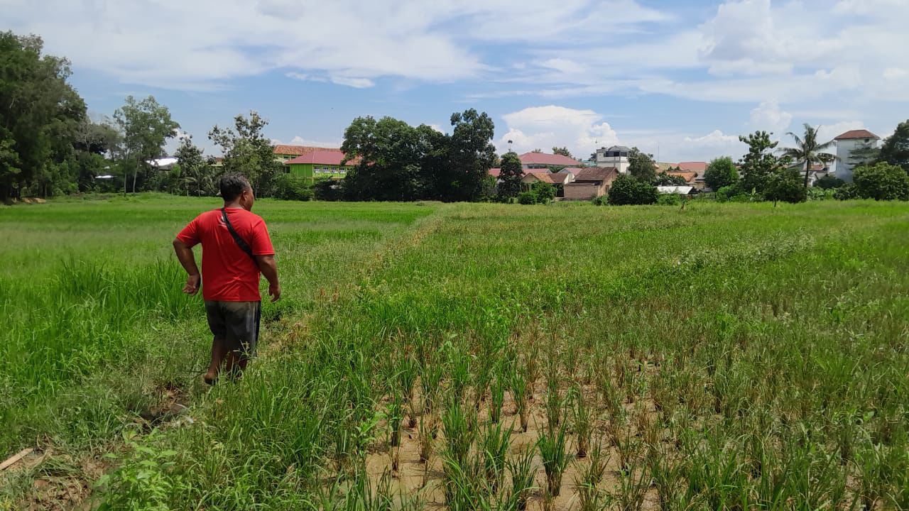 DPRD Metro Berharap Bantuan kepada Petani Gagal Tanam
