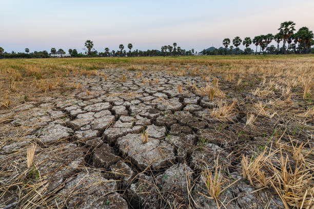 Pemkot Metro Antisipasi Dampak El Nino Sampai Akhir Tahun, Ini yang Akan Dilakukan