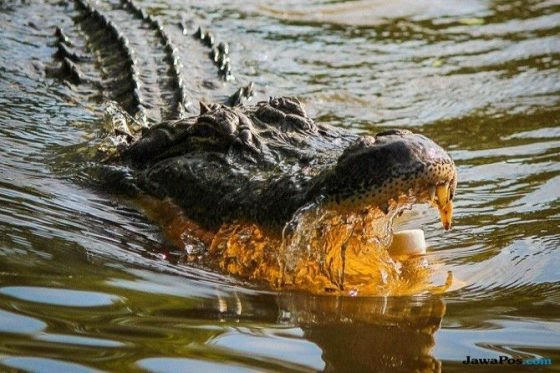 Disambar Buaya, Petambak Tulang Bawang Berhasil Melawan dan Lukai Mata Sang Predator