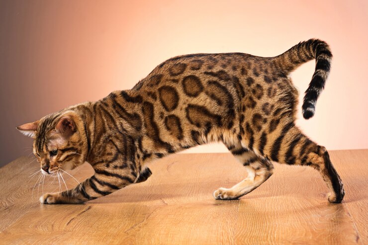 Jangan Salah, 7 Jenis Kucing Ini Termasuk Hewan yang Pintar