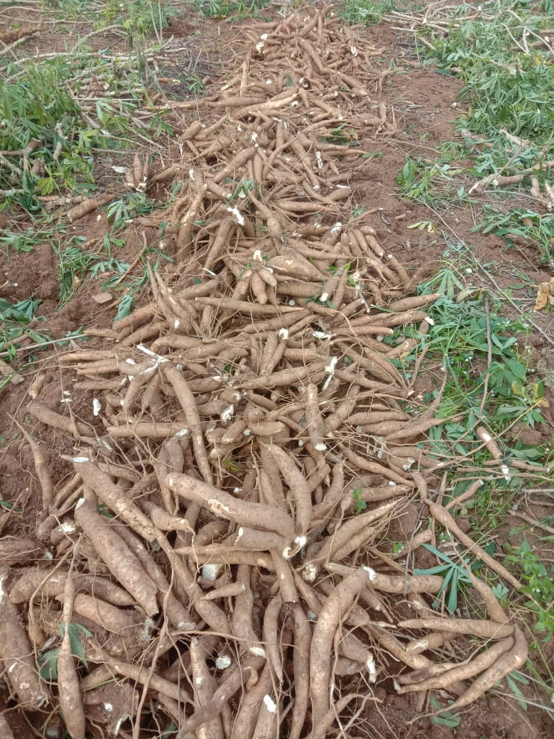 Petani Singkong di Tubaba Mengeluh, Perkilo Hanya Rp 300 Rupiah