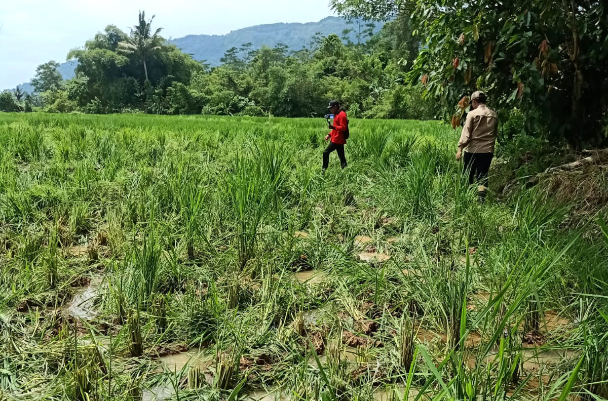 Gajah Datang Lagi, Ratusan Hektare Kebun Pisang dan Sawah Dirusak