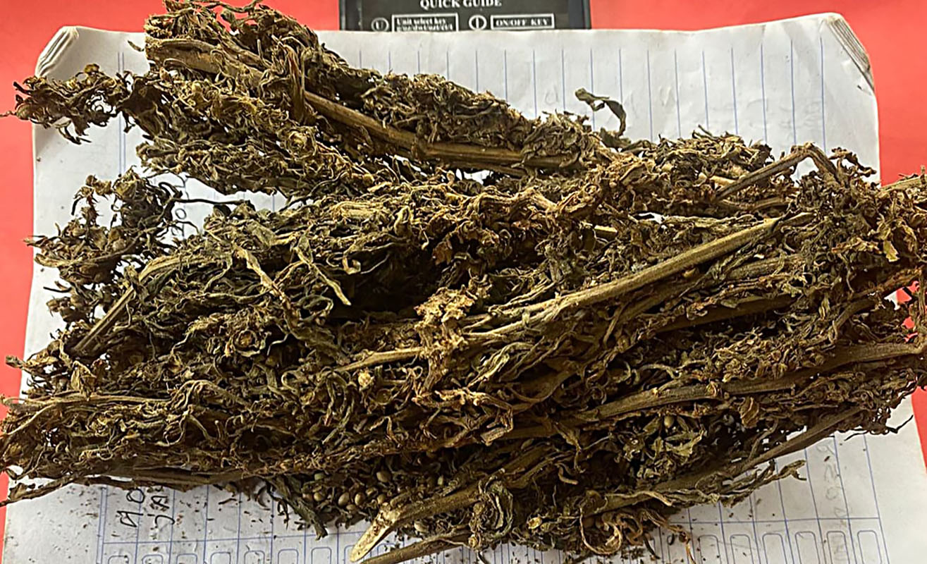 Satresnarkoba Polres Tanggamus Lampung Bekuk Dua Pengedar Ganja, BB Dikirim lewat Paket