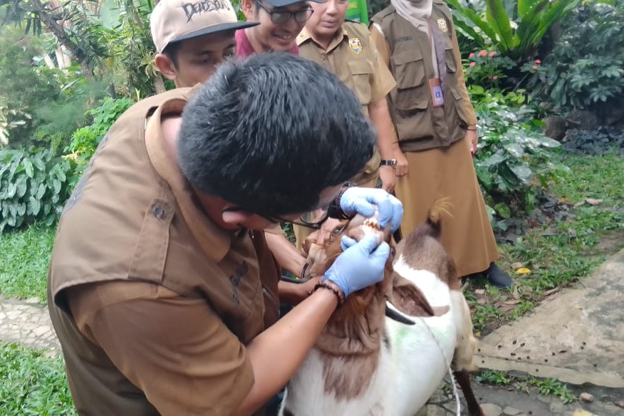 Distan Mulai Periksa Hewan Qurban di Bandar Lampung, Ini Hasilnya