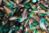 Headache After Eating Green Mussels? Here's How to Overcome It