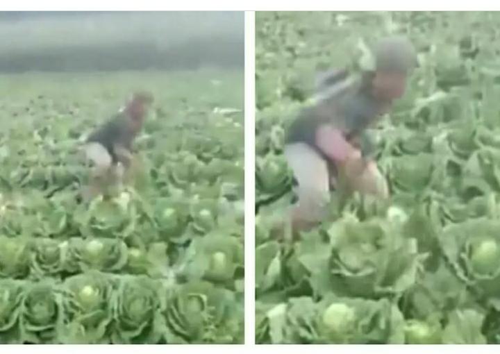 Harga Sayuran Anjlok, Petani Babat Habis Tanaman Kubisnya