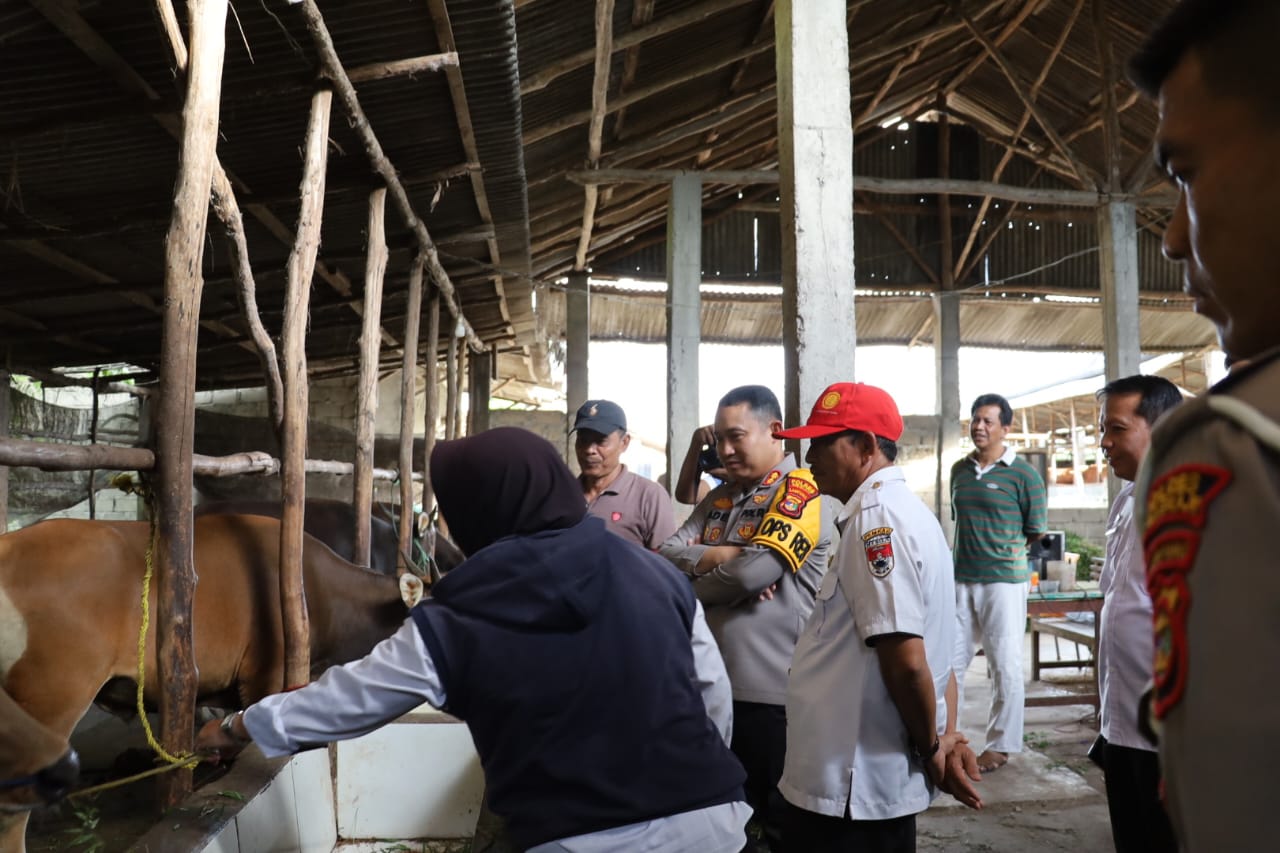 Stok Herwan Qurban di Mesuji Sebanyak 800 Ekor