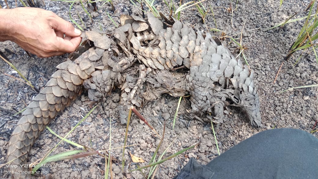 Satwa Trenggiling yang Dilindungi Terbakar di TNWK
