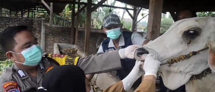 Periksa Hewan Qurban, Ini yang Dilakukan Pemkab Pringsewu