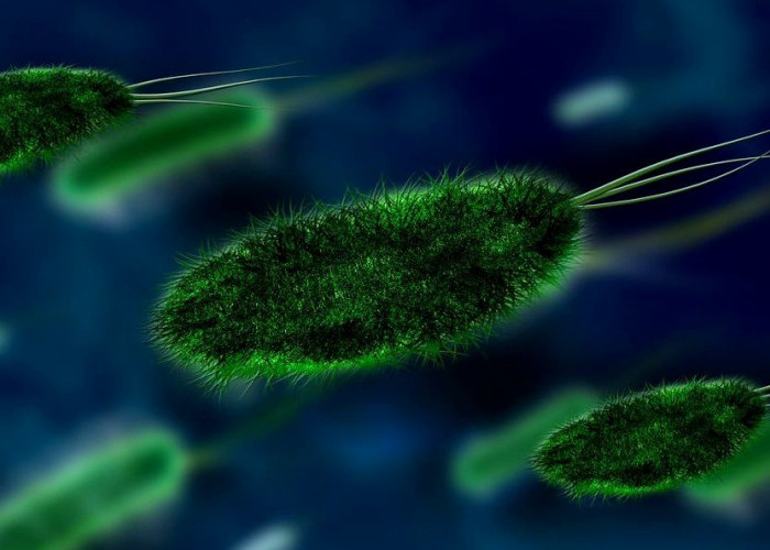 Getting to Know Leptospirosis: Complications Can Cause Acute Kidney Injury