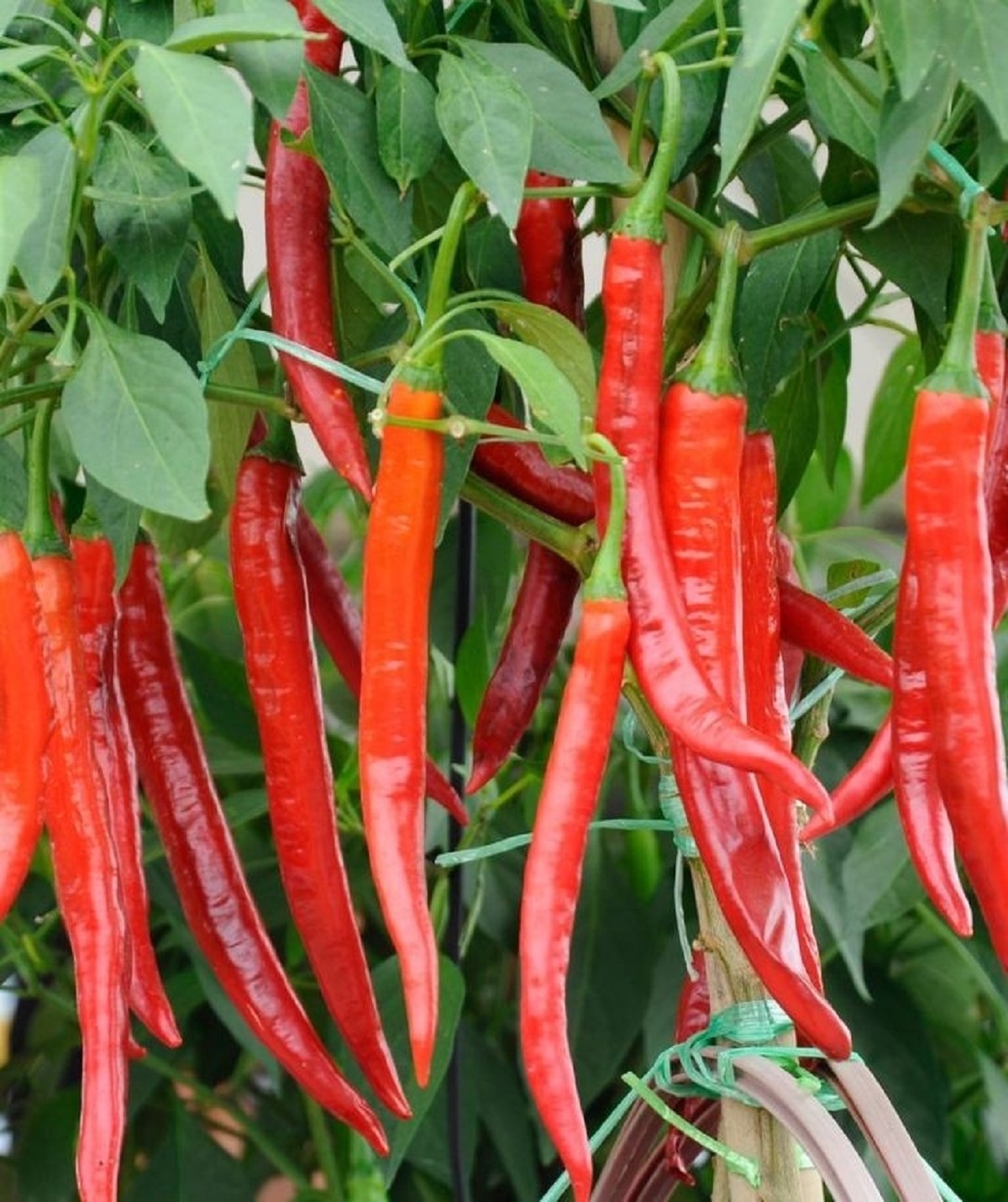 Cara Menanam Cabe Rawit dengan Teknik Semi Organik di Musim Kemarau