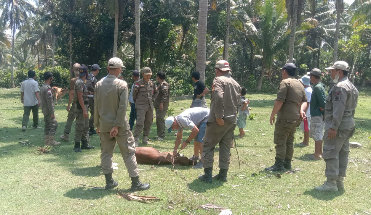 Gara-gara Ternak Berkeliaran, Pemilik Hewan di Pesisir Barat Harus Keluarkan Uang Segini