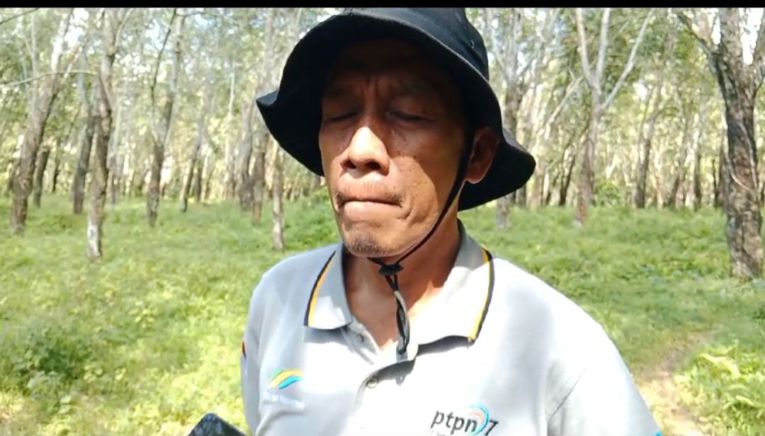 Heboh Ada Harimau di Pesawaran! Ternyata...
