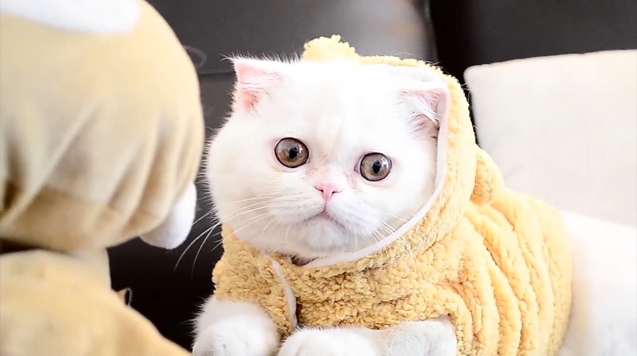 8 Kucing yang Mudah Dipelihara dan Bisa Dijadikan Teman Bermain, Anda Tertarik?