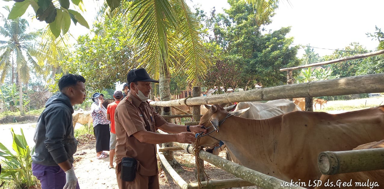2000 Dosis Vaksin Virus LSD untuk Sapi Diajukan oleh Pemkab Mesuji ke Pemprov Lampung