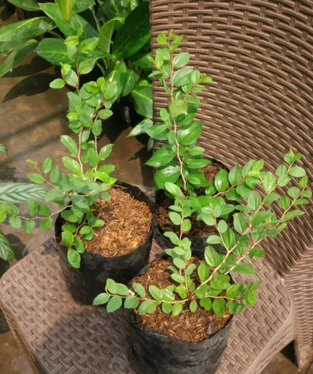 Daun Bidara Baik untuk Kesehatan, Yuk Bahas Manfaat dan Cara Mengolahnya