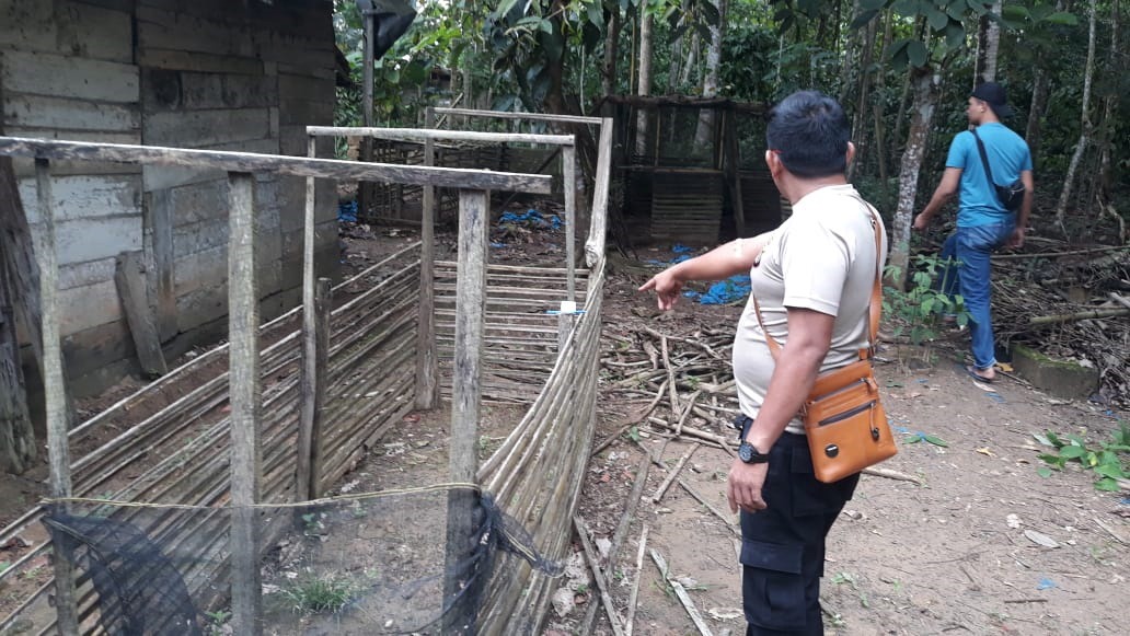 Lokasi Judi Sabung Ayam di Kebun Karet Digerebek, Warga Tulang Bawang Lari Tunggang Langgang