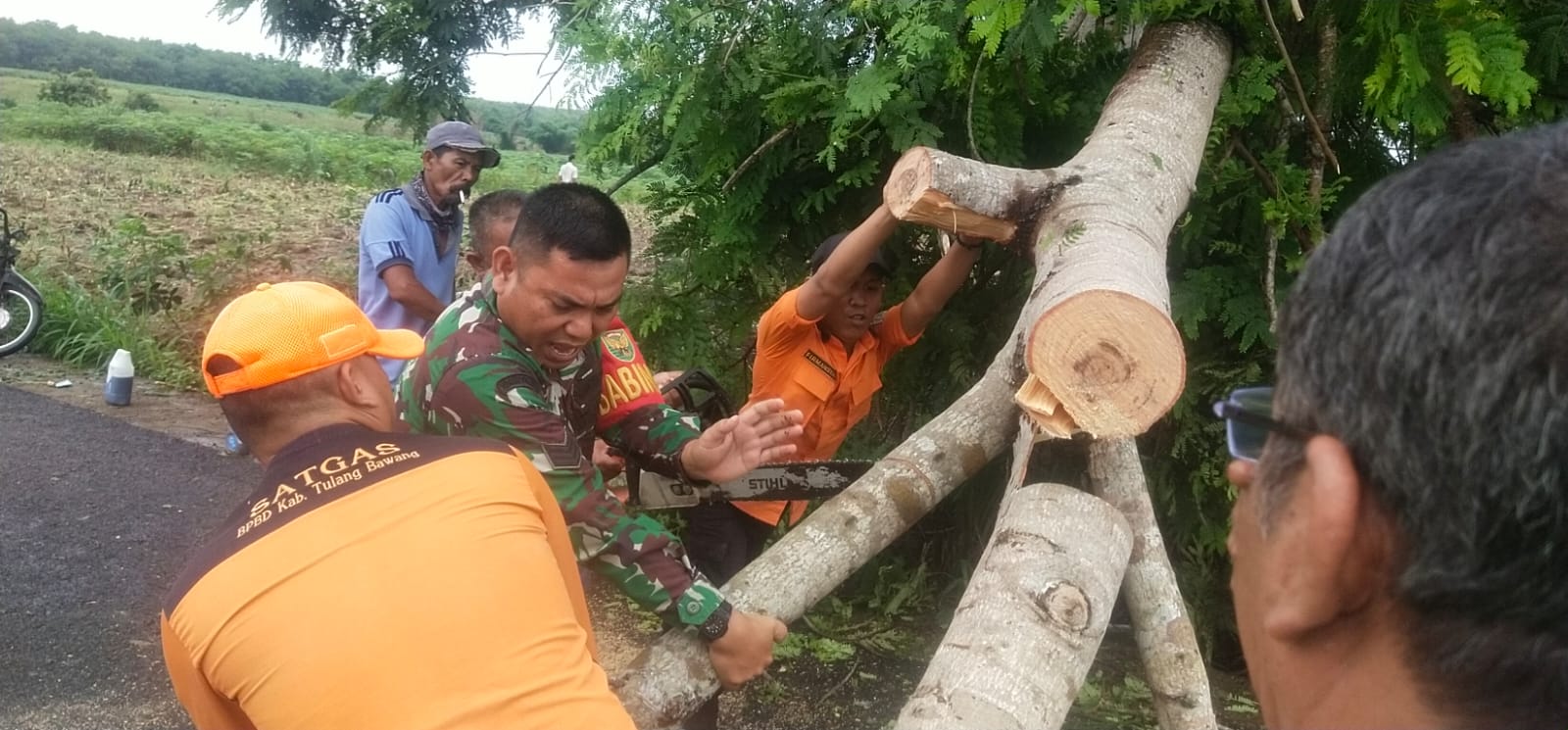 Cuaca Ekstrem, Pohon Besar di Menggala Tumbang Tutupi Jalan Umum