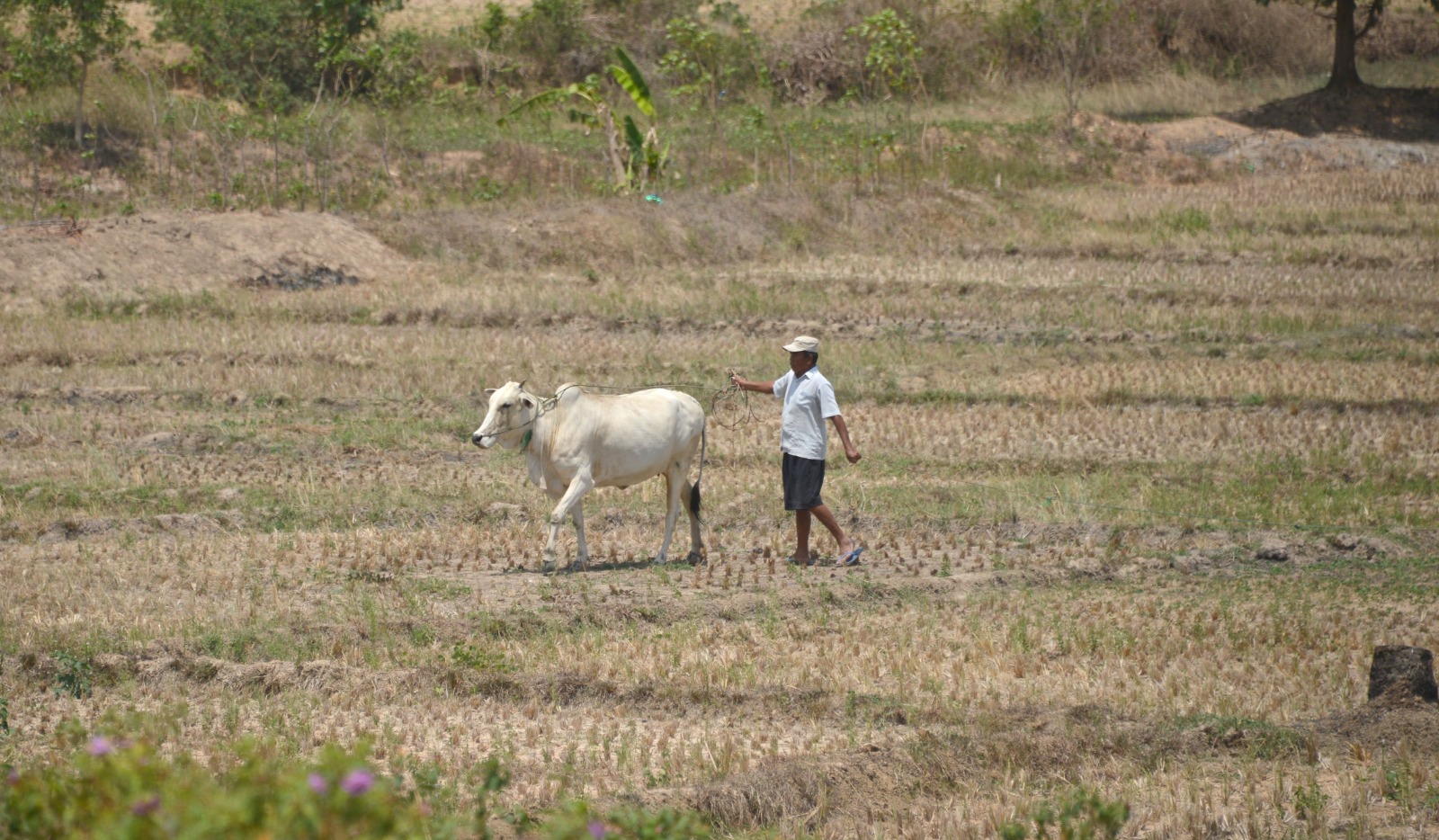 Serangan El Nino, Sebagian Wilayah Indonesia Bakal Terancam Krisis Pangan, Termasuk Minyak Goreng