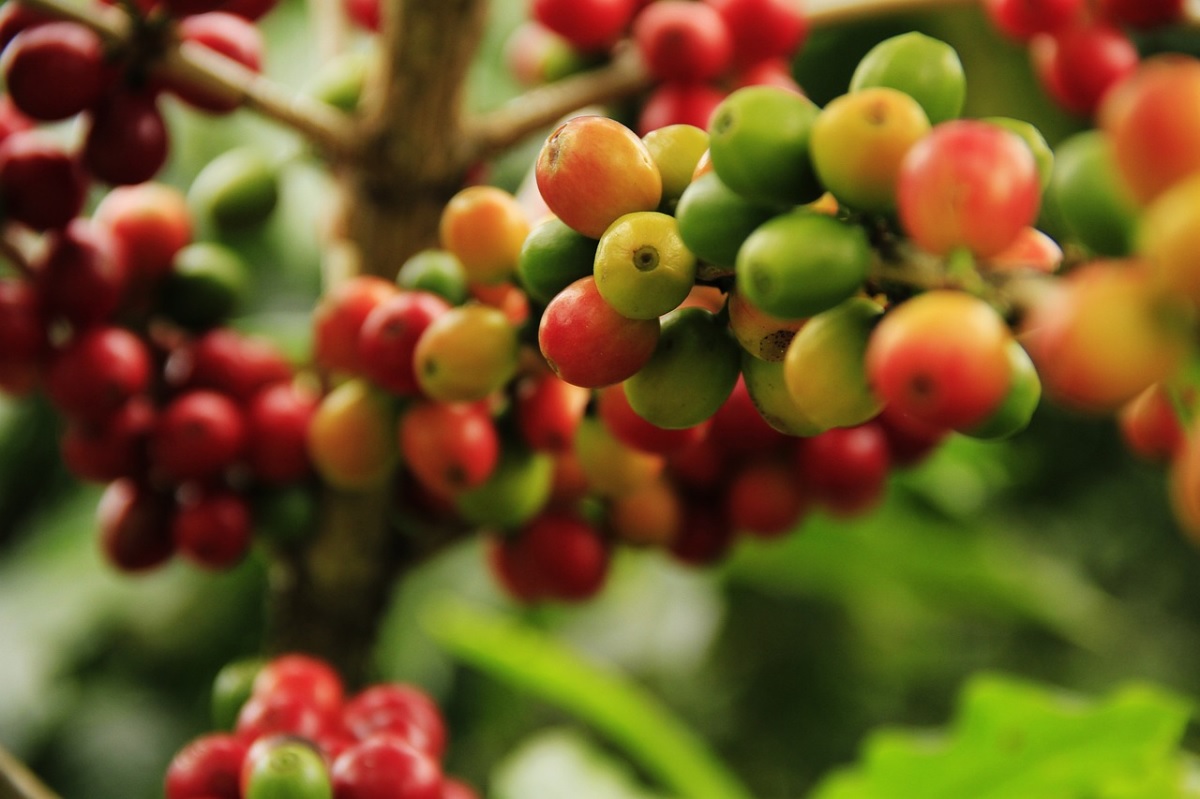 11 Jenis Tanaman Kopi Yang Harus Kalian Ketahui