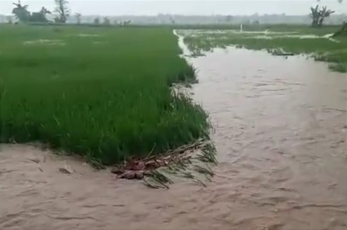 Sepanjang 2022, Ada 4.704 Hektar Sawah Terendam Banjir, 1.140,12 hektar Diantaranya Gagal Panen
