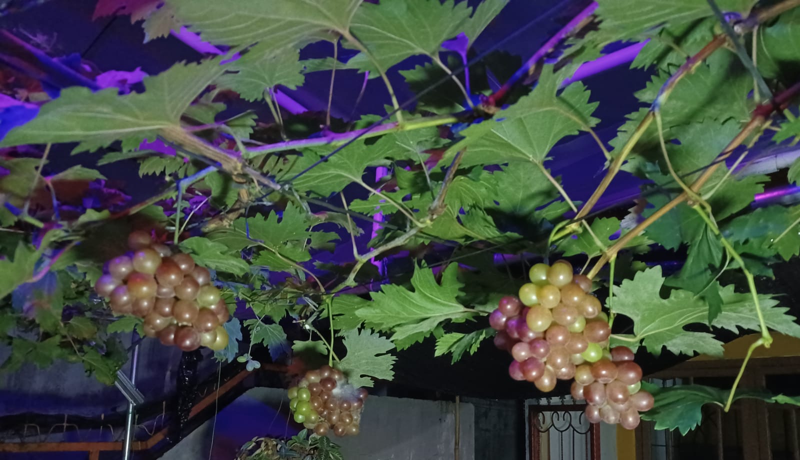 Dianggap Buah Sultan, Ini 14 Manfaat Anggur untuk Kesehatan