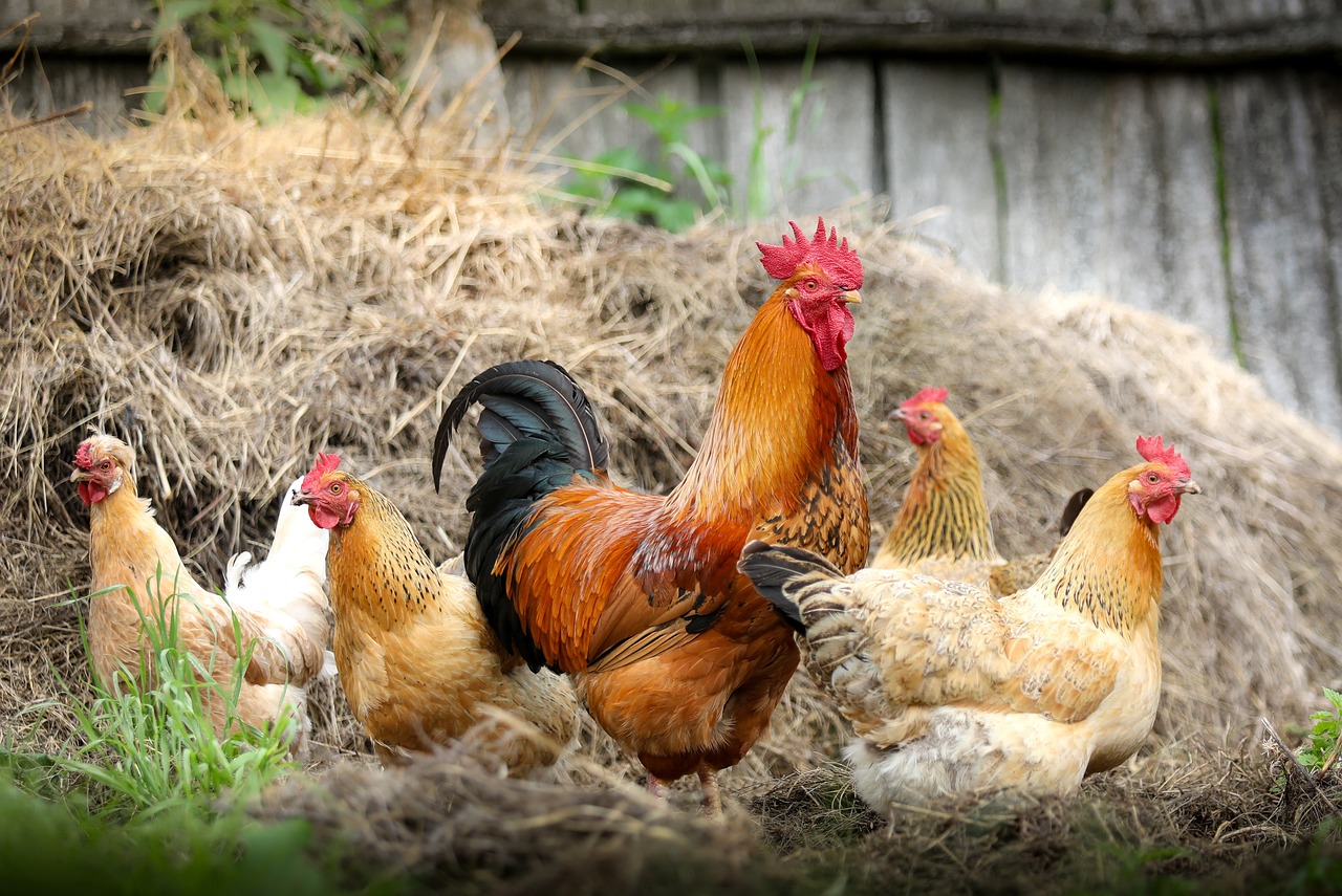 Ayam Bangkok Ai Jae asli Thailand ini harganya sampai miliaran rupiah