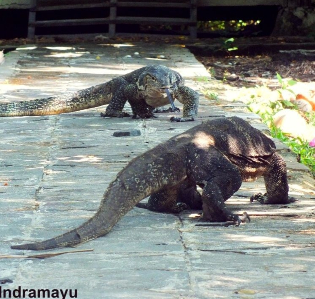 10 Tempat Wisata Favorit di Indramayu Jawa Barat dari Hutan hingga Agrowisata