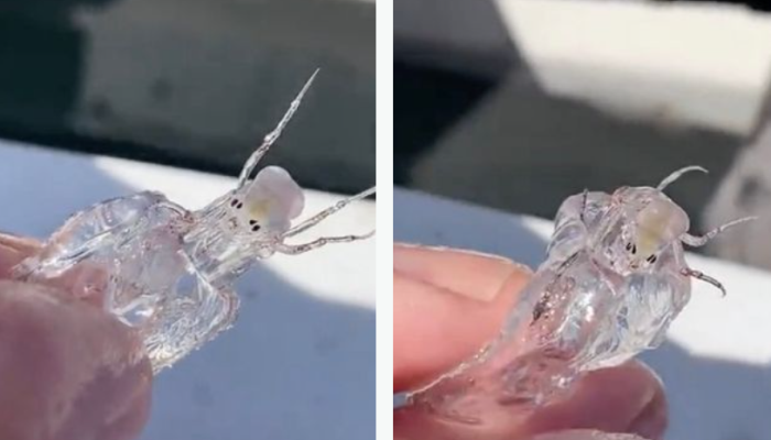 Mahkluk Aneh Mirip Alien Gegerkan Nelayan, Tubuhnya Transparan dan Bercakar Besar