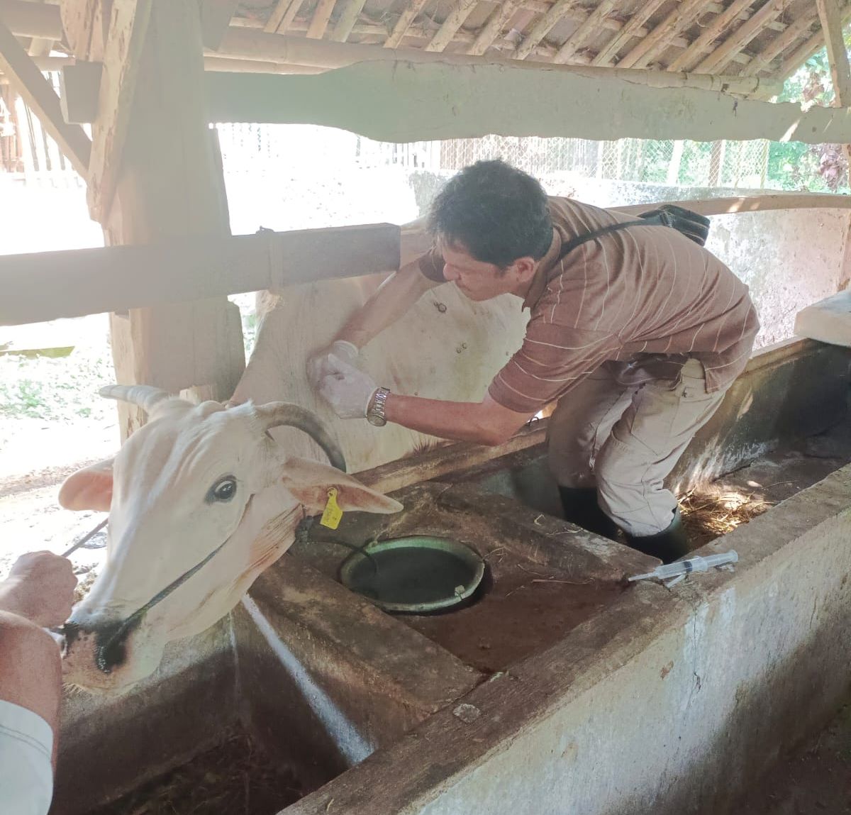 Begini Kondisi Hewan Ternak di Kabupaten Tanggamus Lampung