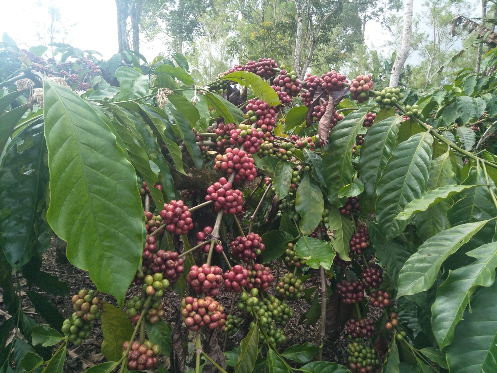 Kebun Kopi yang Bakal Dikunjungi Presiden Jokowi Hasilkan 3,5 Ton Per-Hektare