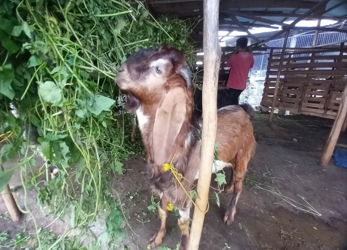 SEPI PEMBELI