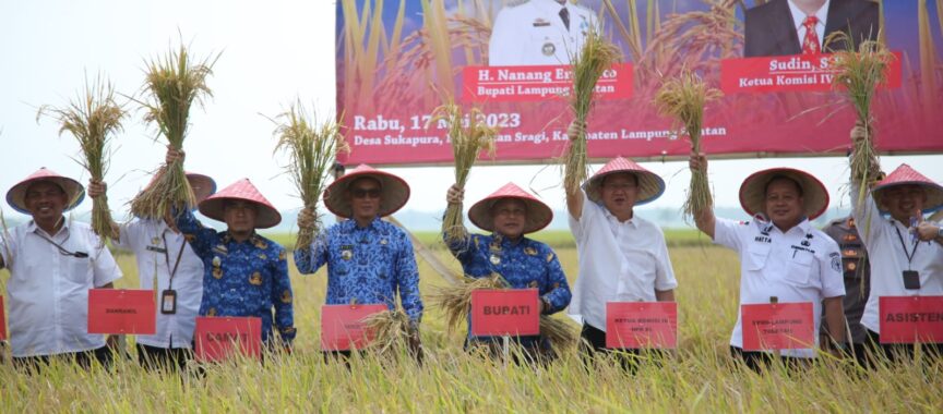 Bupati Lamsel Panen Raya Padi dan Beri Bantuan ke Petani