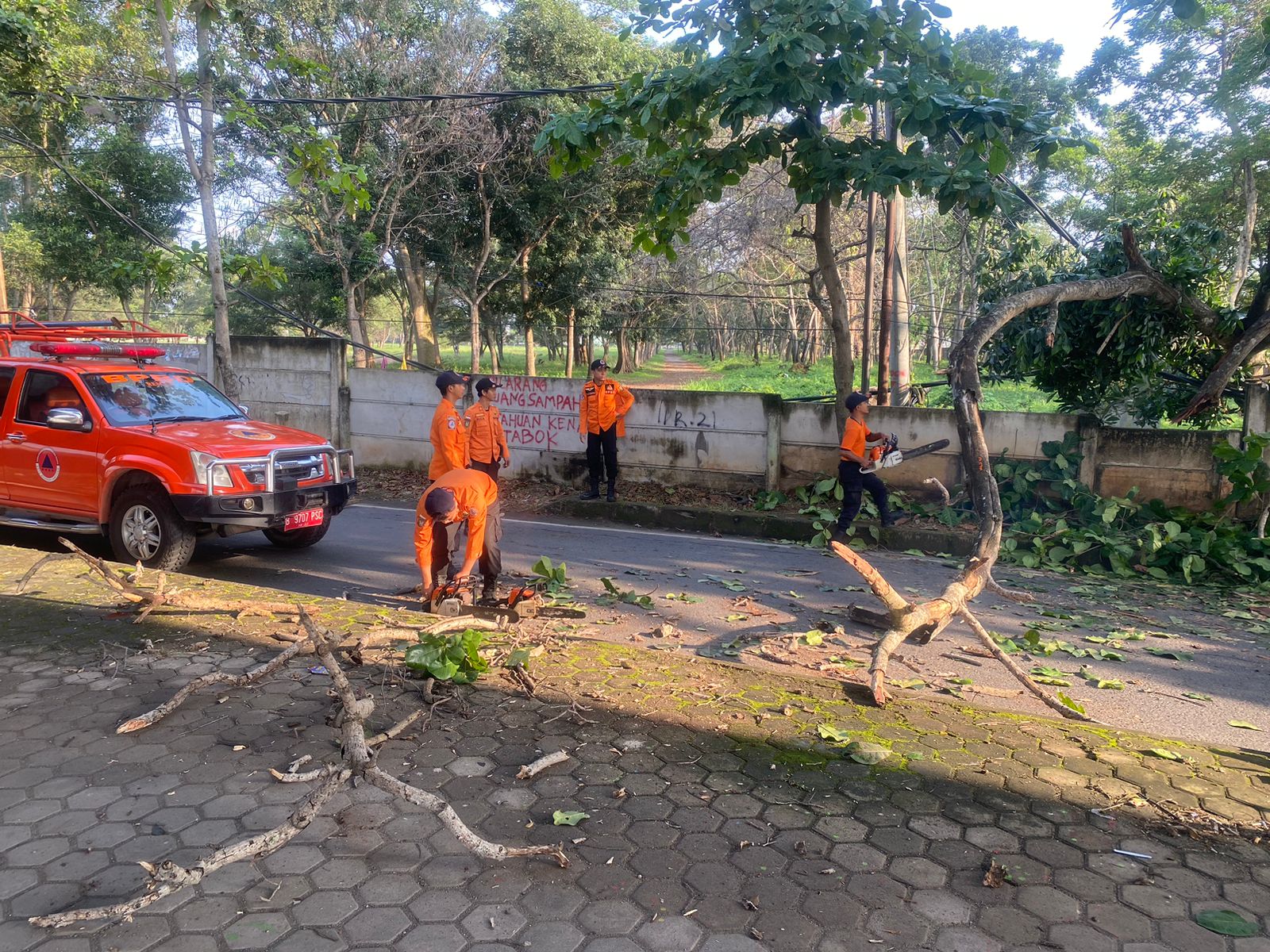 Diterpa Angin Kencang, Pohon Akasia Berdiameter 60 Cm Tumbang Seketika