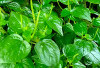 Don't Throw It! This Plant is Beneficial for Health