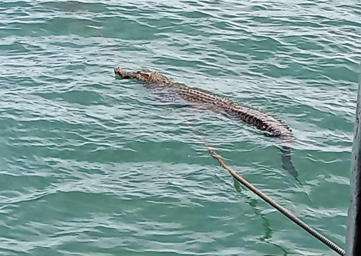 Viral Buaya Kembali Berkeliaran di Pesisir Pantai Bandar Lampung, Begini Penjelasan BKSDA