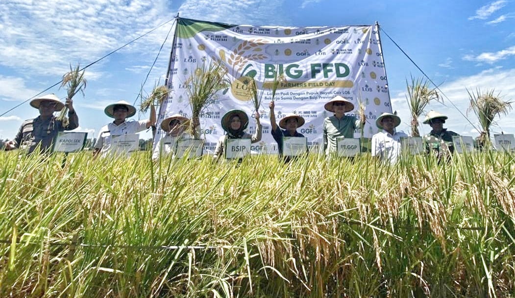 GGF Kerjasama Dengan BSIP Lampung Gelar Panen Raya Demo Padi Pupuk LOB