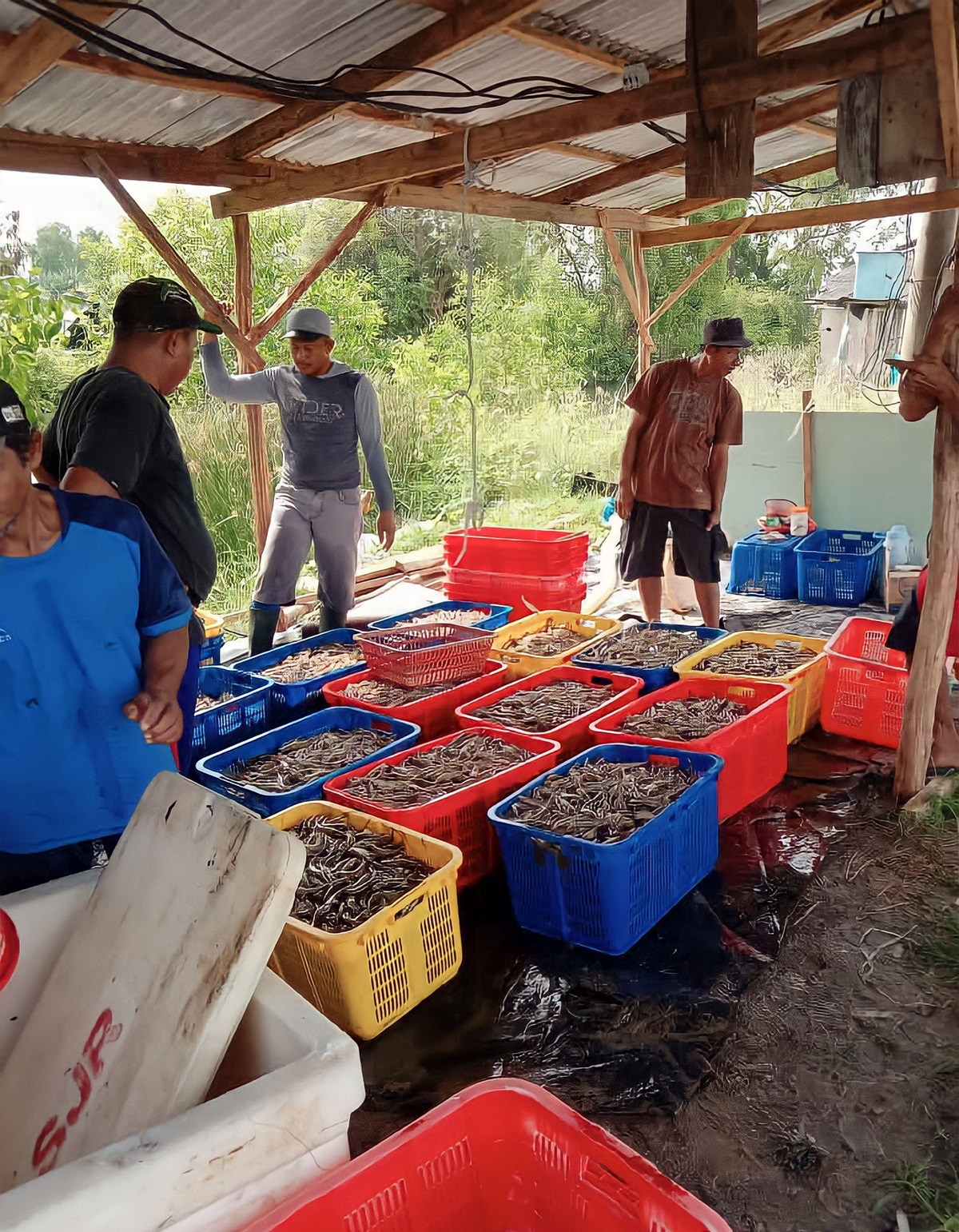 Daftar 7 Provinsi Penghasil Udang Terbesar di Indonesia, Adakah Lampung Salah Satunya?