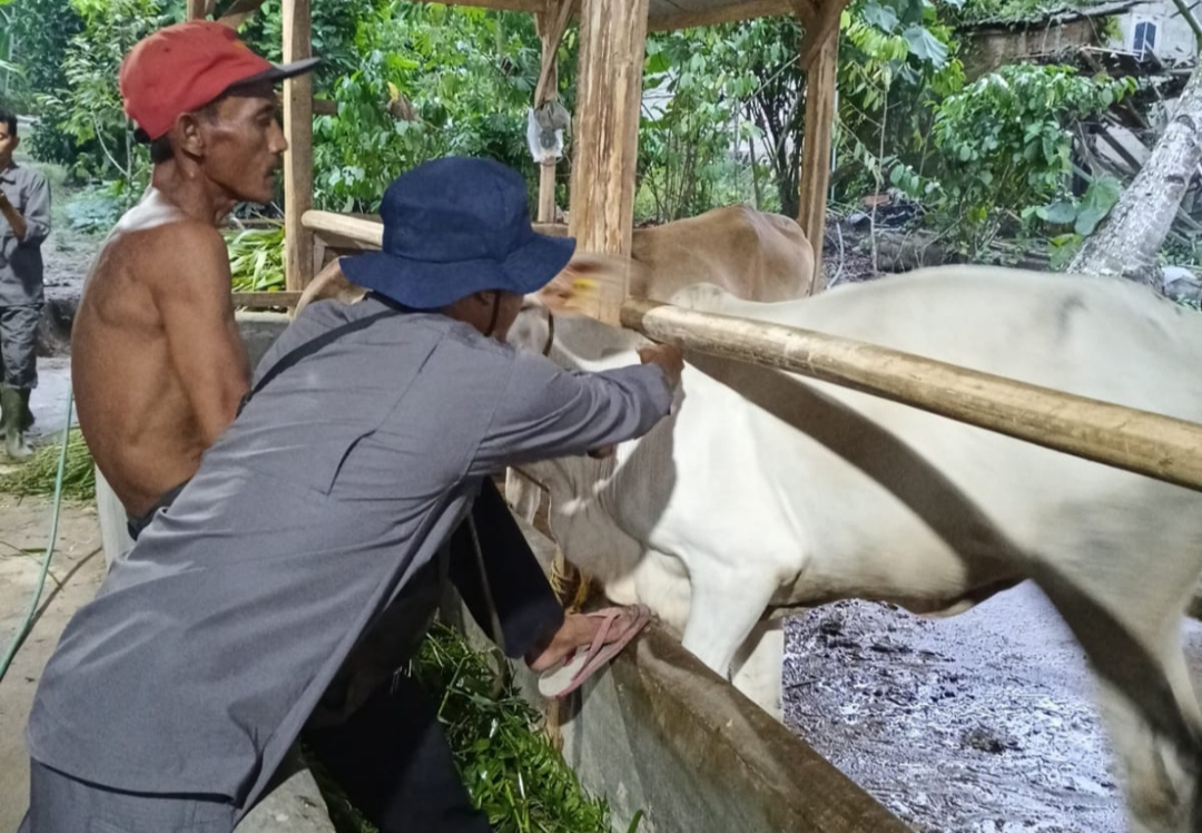 1.250 Dari 5.732 Dosis Vaksin LSD Sudah Disuntik ke Sapi di 14 Kecamatan Tulang Bawang, Satu Kecamatan Nyusul