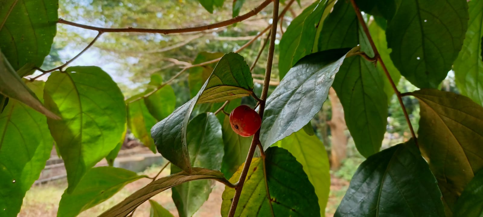 Loba Lobi, Buah Langka yang Bermanfaat untuk Kesehatan