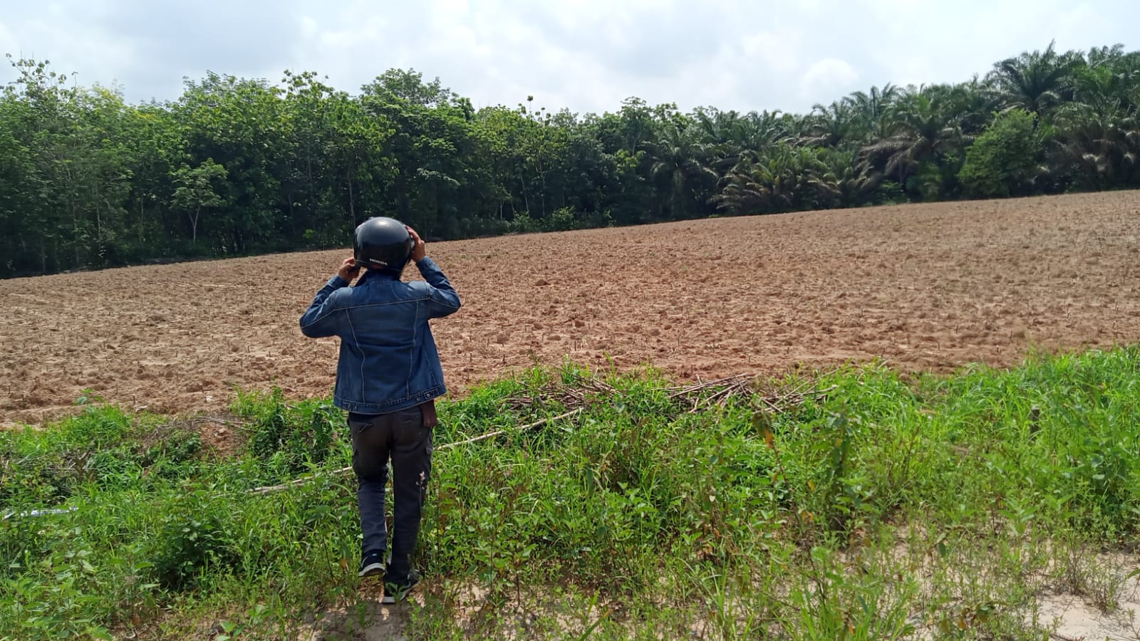Masuk Musim Tanam Petani di Mesuji Kesulitan Cari Bibit Singkong di Musim Tanam