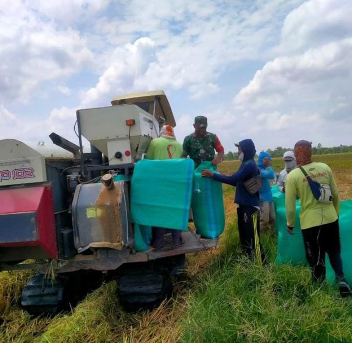 Petani Diimbau Percepat Tanam Padi Guna Kejar Musim Gadu