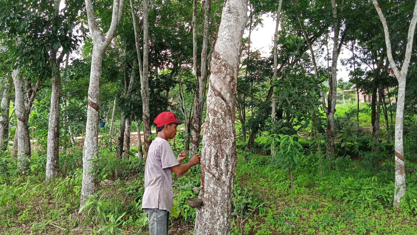 Harga Karet di Mesuji Stabil