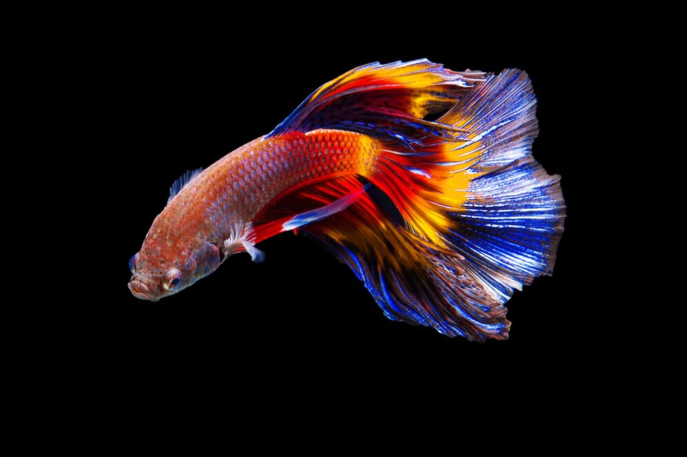 Jangan Anggap Sepele! Ini 5 Masalah Fatal Dalam Merawat Ikan Cupang