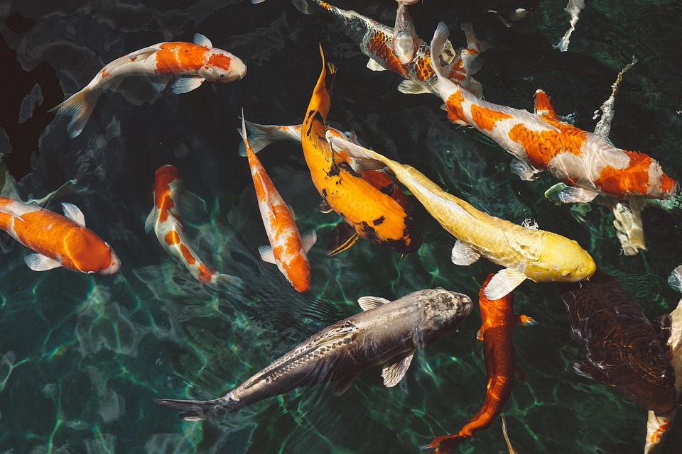 Ikan Koi Jadi Lebih Sehat dan Cerah Hanya Dengan Sawi