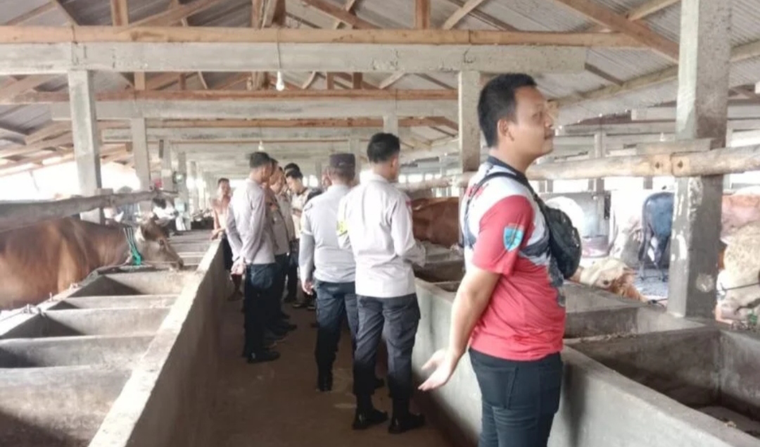 Jelang Idul Adha 2024, Pemkab Tulang Bawang Cek Kesehatan Hewan Ternak, Begini Hasilnya