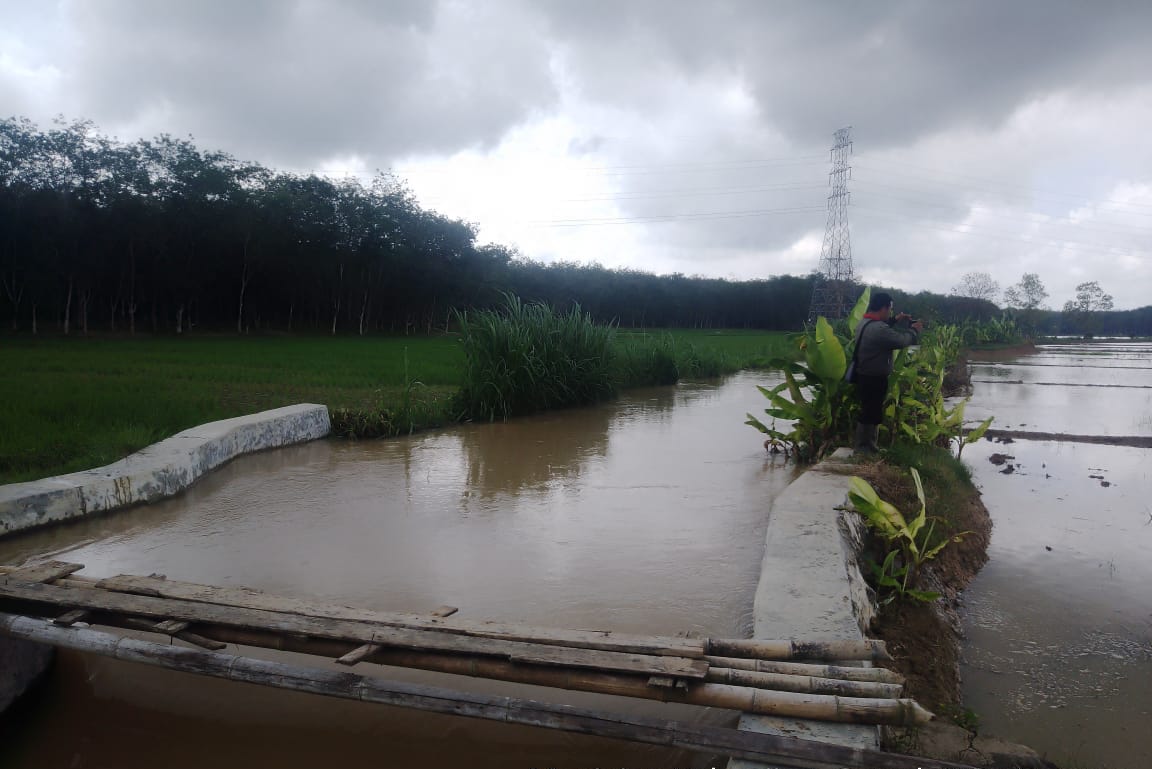 40 Hektar Lahan Sawah di Mesuji Terancam Gagal Panen