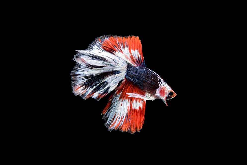 Rahasia Rumus Warna Ikan Cupang yang Bikin Coraknya Unik dan Super Langka