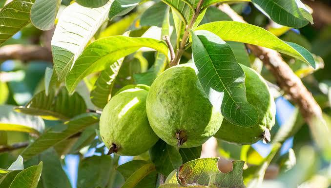 4 Daun Mujarab yang Berkhasiat Hilangkan Jerawat Bikin Wajah Glowing Mulus